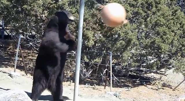 A Bear Playing Tetherball Is The Best Thing You'll See All Day